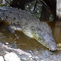 Huge crocodile in the sanctuary of La Manzilla
